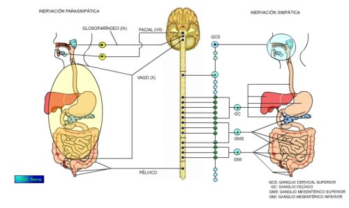 inervación extrínseca del sistema digestivo 