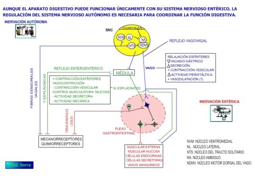Control neurógeno del sistema digestivo