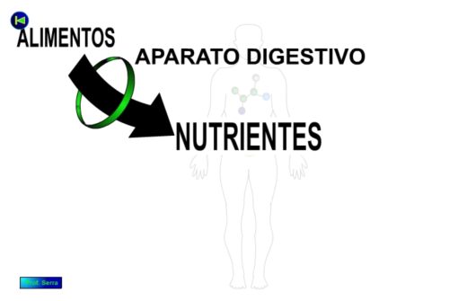 nutrición 