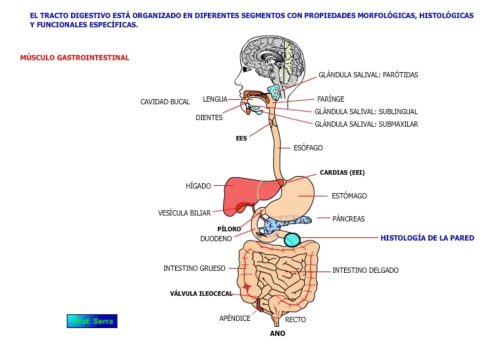 sistema digestivo
