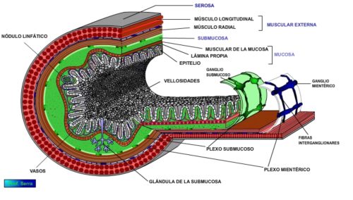 histología del sistema digestivo