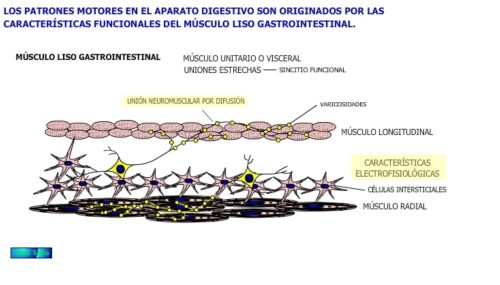 Unión neuromuscular por difusión.