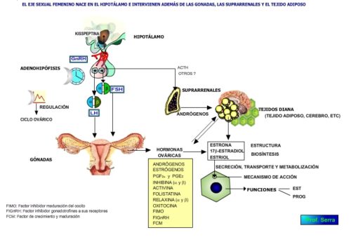 Gnrh Webfisio 3092