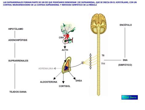 eje suprarrenal