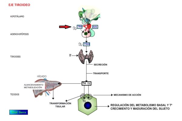 eje tiroides