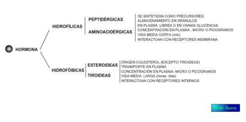 tipos de hormnas