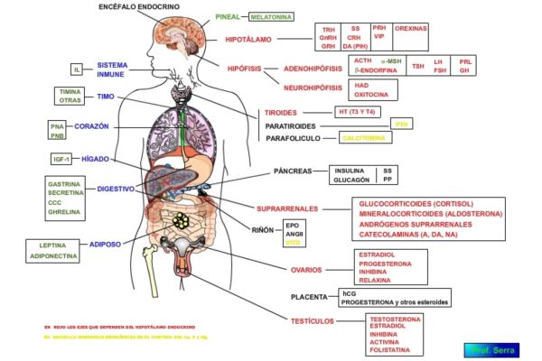 endocrino