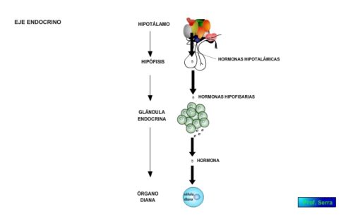 organización de un eje endocrino
