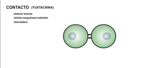 comunicación yuxtacrina