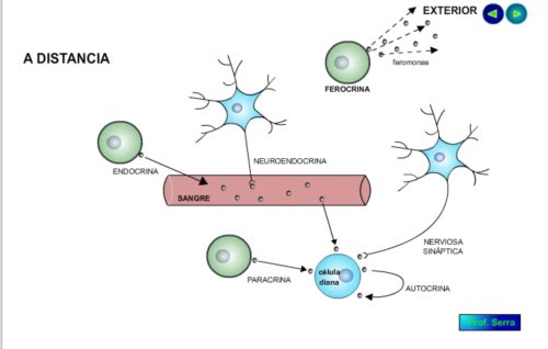 Comunicación intercelular a distancia 