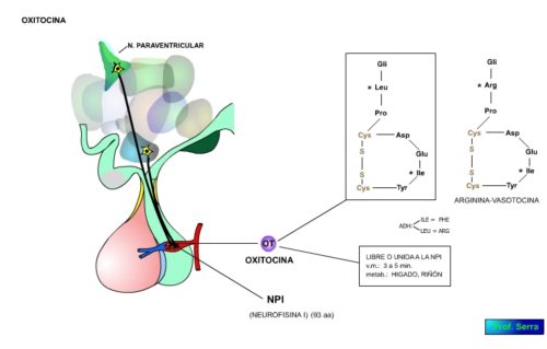 estructura OT