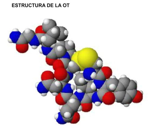 estructura tridimensional de la OT