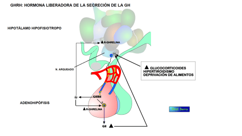 funciones ghrh