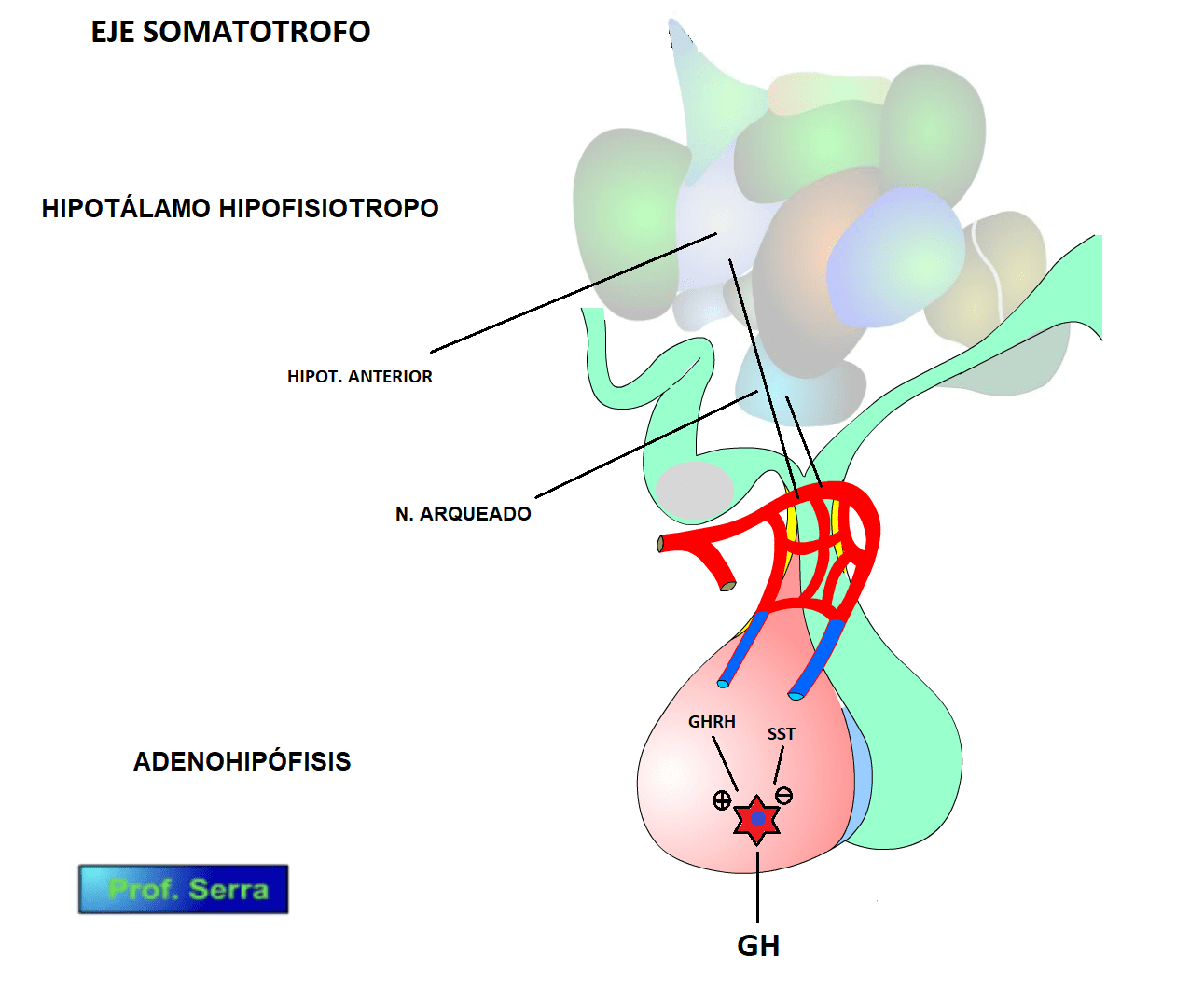 Somatostatina O Ghih Webfisio 