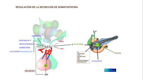 regulación de la sst