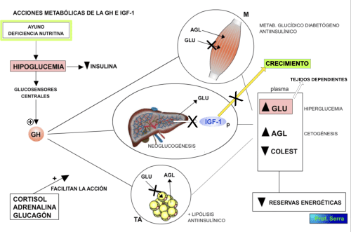 acciones metabólicas de la GH en el ayuno