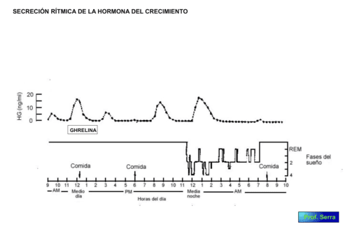 ciclo secreción GH