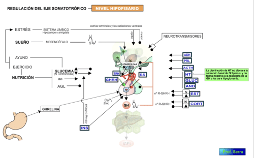 cntrol adenohipofisario de la GH