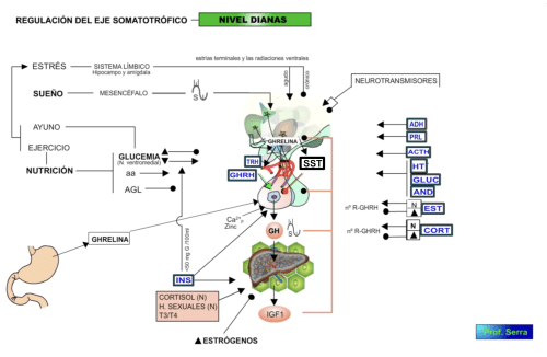 control de la GH en órganos diana