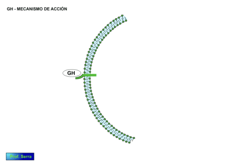 mecanismo de acción gh-1