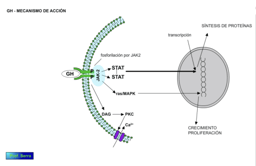 mecanismo de acción GH2