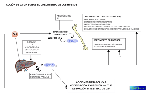 acciones de la GH sobre el esqueleto