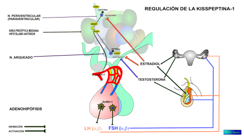 regulación kissp-1