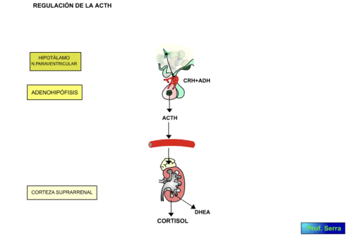 regulación acth-1