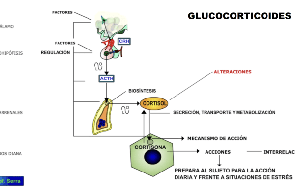 glucocorticoides