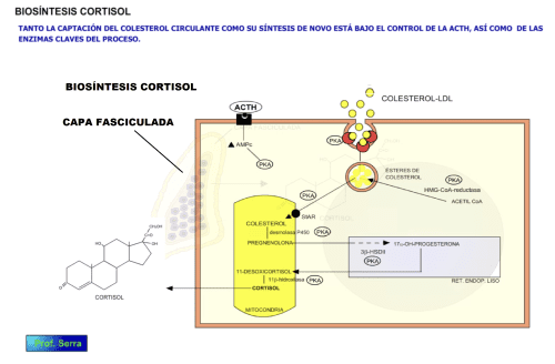 biosíntesis cortisol