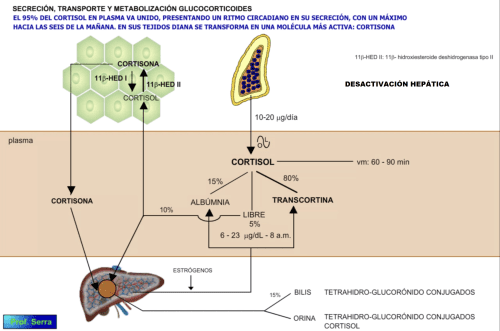 transformación hepática del cortisol