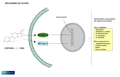 mecanismo de acción del cortisol