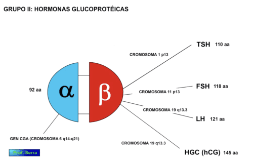 hormonas adenohipofisarias grupo II