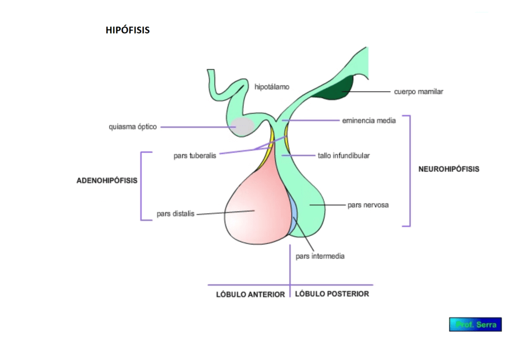 Hipófisis Webfisio 5308