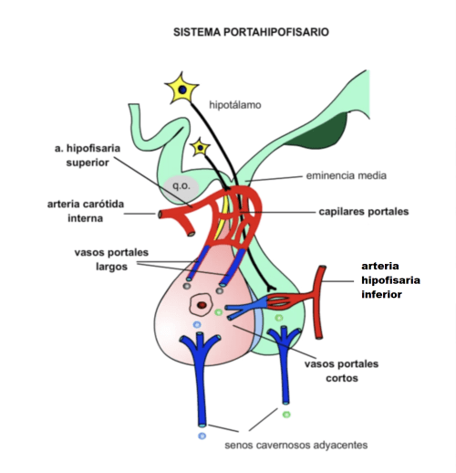 sistema porta hipofisario