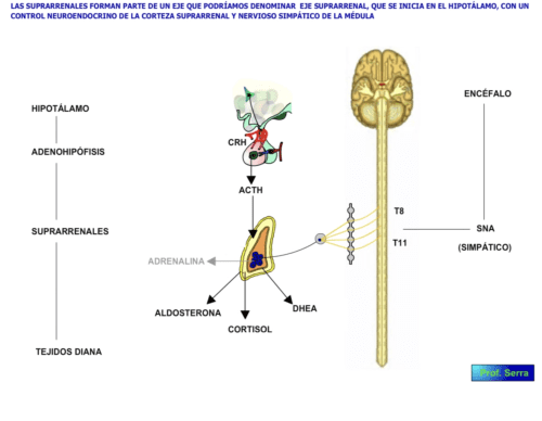 eje suprarrenal