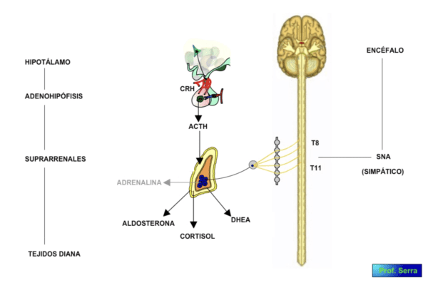 eje suprarrenal