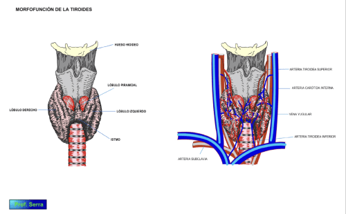morfología glándulas tiroides