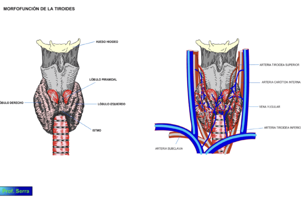 morfología glándulas tiroides