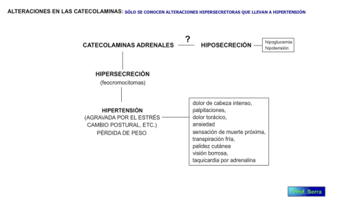 alteración secreción catecolaminas