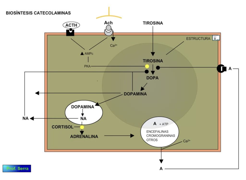 biosíntesis catecolaminas