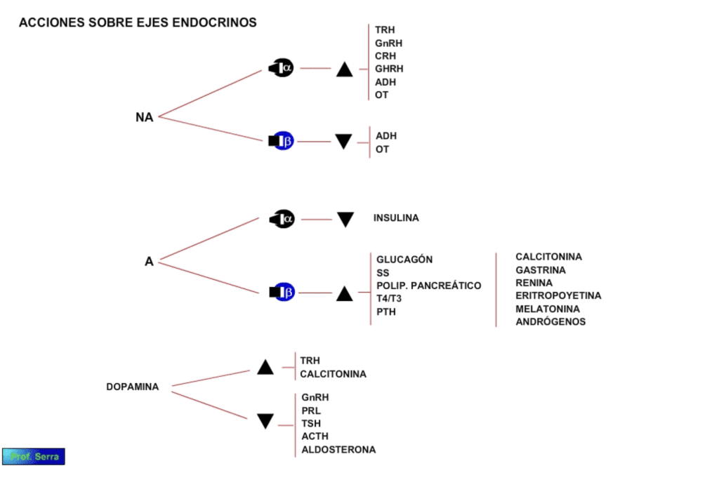 catecolaminas y ejes hormonales