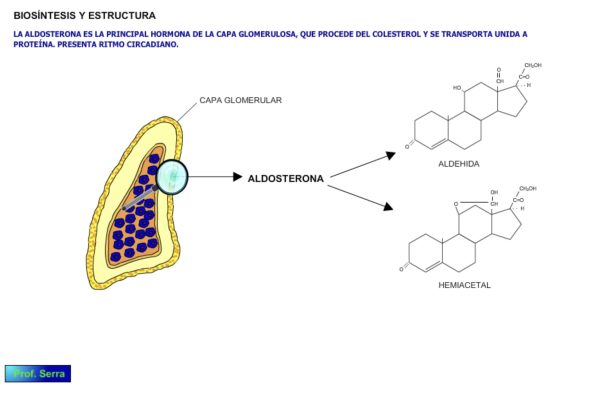 estructura de la aldosterona