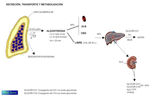 secreción y transporte de la aldosterona