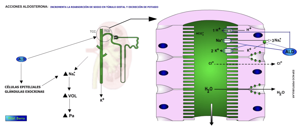 acciones de la aldosterona