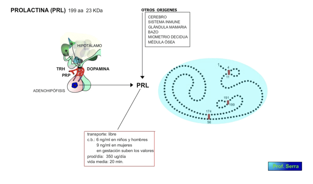 prolactina