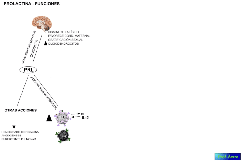 Otros efectos de la prolactina