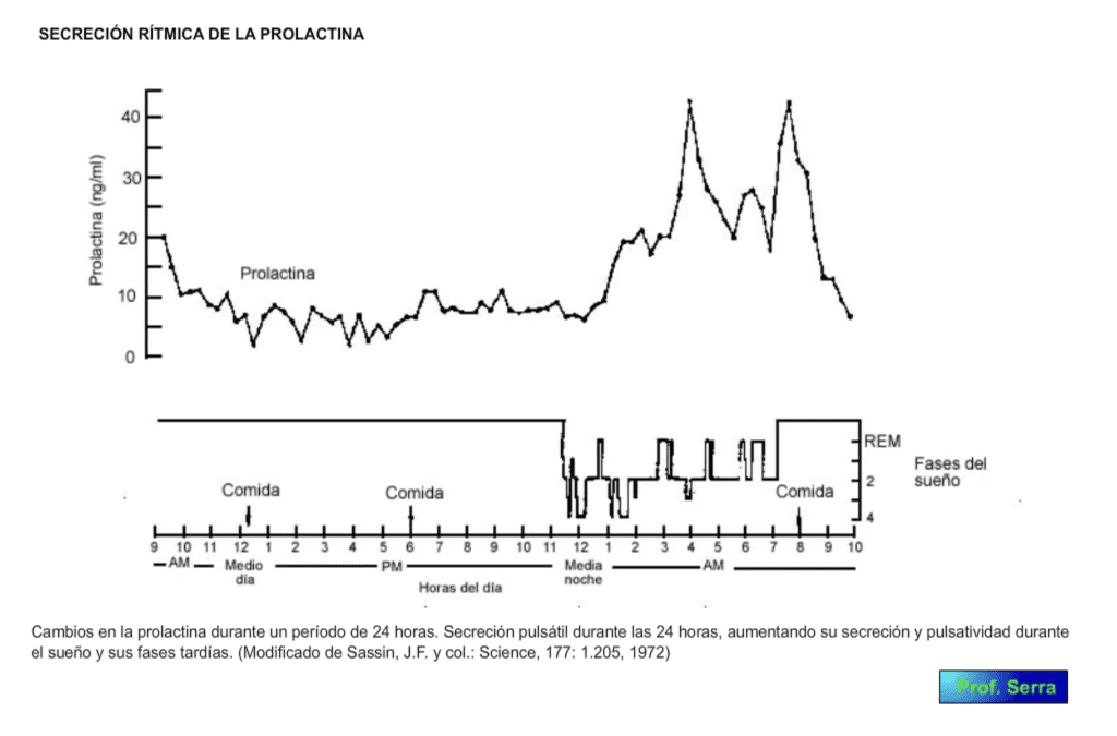 ritmos secretorios de la prolactina