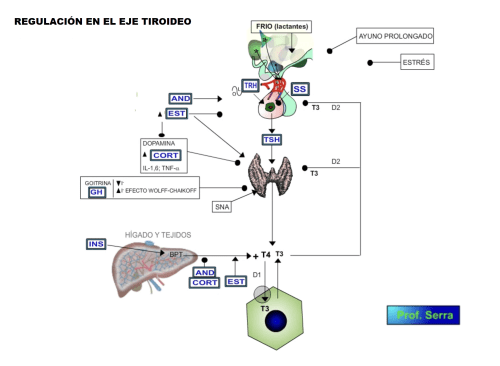 regulación eje tiroideo