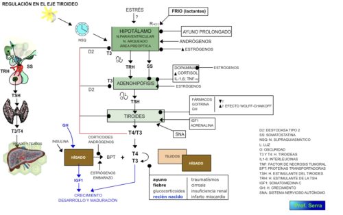 regulación secreción HT